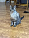 BLUEY & Mr.KITTY #1782 - Offered by Owner
