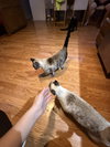 BLUEY & Mr.KITTY #1782 - Offered by Owner