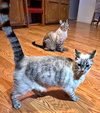 BLUEY & Mr.KITTY #1782 - Offered by Owner