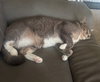 SHADOW #1783 - Offered by Owner - Young female