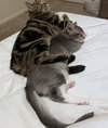 SHADOW #1783 - Offered by Owner - Young female