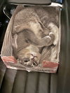 SHADOW #1783 - Offered by Owner - Young female