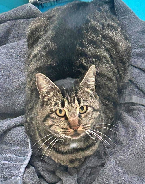 HAROLD - Offered by Rescuer - Young man-cat