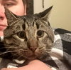 HAROLD - Offered by Rescuer - Young man-cat