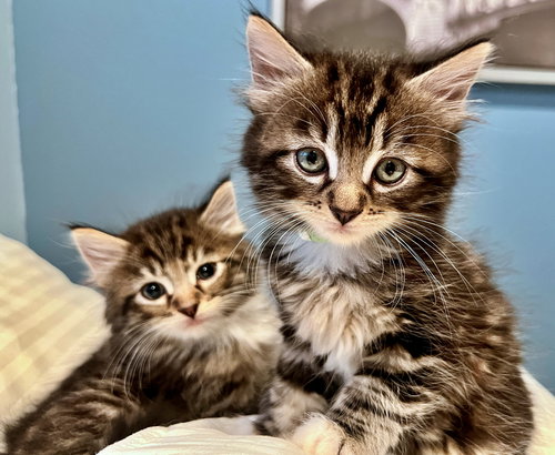 FINN & WILLOW - Kitten Cuteness Alert!