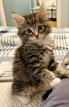 FINN & WILLOW - Kitten Cuteness Alert!