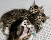 FINN & WILLOW - Kitten Cuteness Alert!