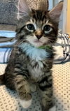 FINN & WILLOW - Kitten Cuteness Alert!