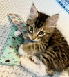 FINN & WILLOW - Kitten Cuteness Alert!