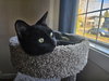 ROSIE #1784A - Offered by Owner - Young Female