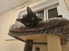 ROSIE #1784A - Offered by Owner - Young Female