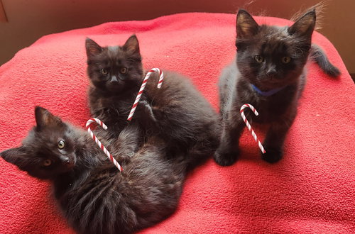 Galaxy Family Mom & 3 babies.