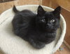 LUNA - Adult Family Cat
