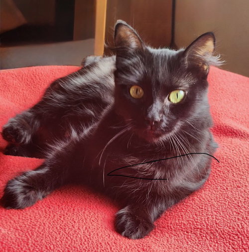 LUNA - Young, Good with Dogs, Friendly!