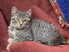 NORA - Sweet and Cuddly Kitten