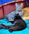 NORA - Sweet and Cuddly Kitten