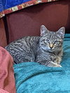 NORA - Sweet and Cuddly Kitten