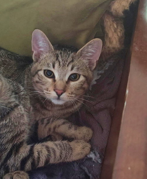 SIMON - Teen Kitten (sister is Moxie)