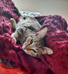 SIMON - Teen Kitten (sister is Moxie)