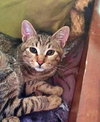 SIMON - Teen Kitten (sister is Moxie)