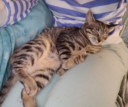 MOXIE - Friendly Family Teen Kitten