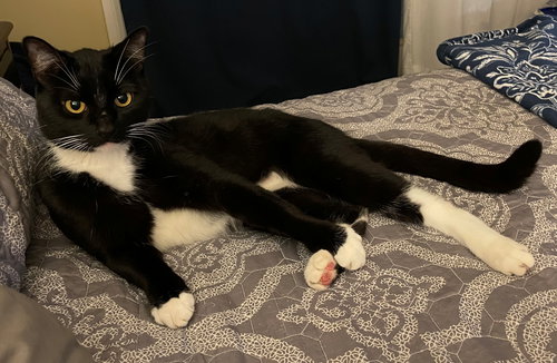 SLY (Sylvester)#1786 - Offered by Owner - In/Out