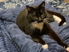 SLY (Sylvester)#1786 - Offered by Owner - In/Out