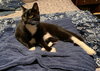 SLY (Sylvester)#1786 - Offered by Owner - In/Out