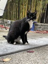 SLY (Sylvester)#1786 - Offered by Owner - In/Out