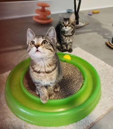 BABY RUTH & TWIX - Sweet Sisters