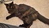 MABEL #1787 - Offered by Owner - Senior Girl