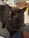 MABEL #1787 - Offered by Owner - Senior Girl