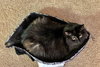 MABEL #1787 - Offered by Owner - Senior Girl