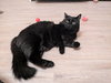JAVA #1790 - Offered by Owner - Fluffy Adult