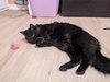 JAVA #1790 - Offered by Owner - Fluffy Adult