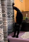 JAVA #1790 - Offered by Owner - Fluffy Adult
