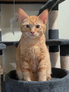 OLLIE - Friendly to all Teen