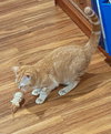OLLIE - Friendly to all Teen