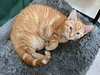 OLLIE - Friendly to all Teen