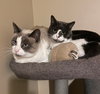 APOLLO & LECHE 1796 - Offered by Owner- Bonded