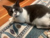 APOLLO & LECHE 1796 - Offered by Owner- Bonded