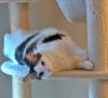 MOGWAI #1799 - Offered by Owner - Young Male