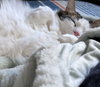 MOGWAI #1799 - Offered by Owner - Young Male