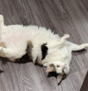 MOGWAI #1799 - Offered by Owner - Young Male