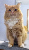ARCHIE -