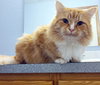 ARCHIE -