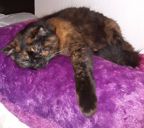 ZOE#1805 - Offered by Owner - Gentle Senior