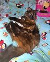 ZOE#1805 - Offered by Owner - Gentle Senior