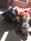 ZOE#1805 - Offered by Owner - Gentle Senior