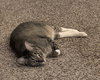 SUKI #1800 - Offered by Owner - Young Adult